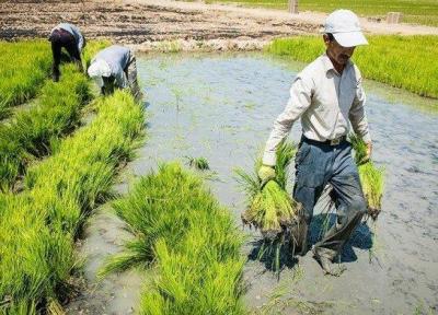 نجات برنجکاری خوزستان با وقوع سیلاب ها